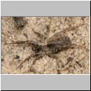 Alopecosa sp - Wolfsspinne 01 7mm.jpg